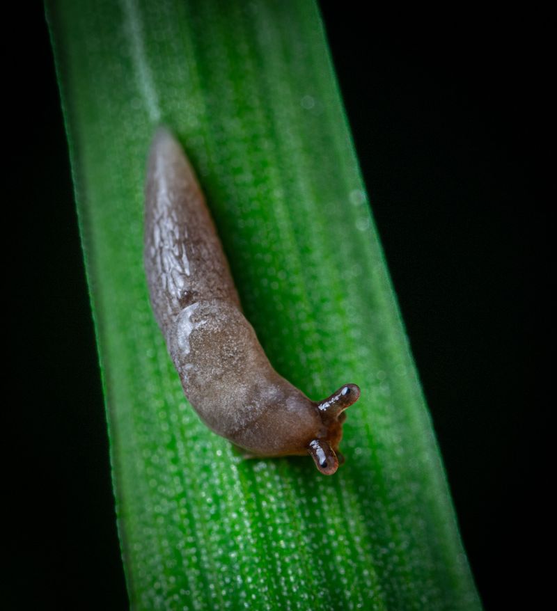 Slug And Snail Baits