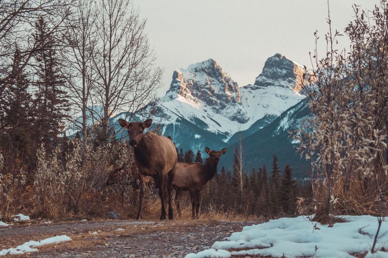 Deer And Elk Need Space Too