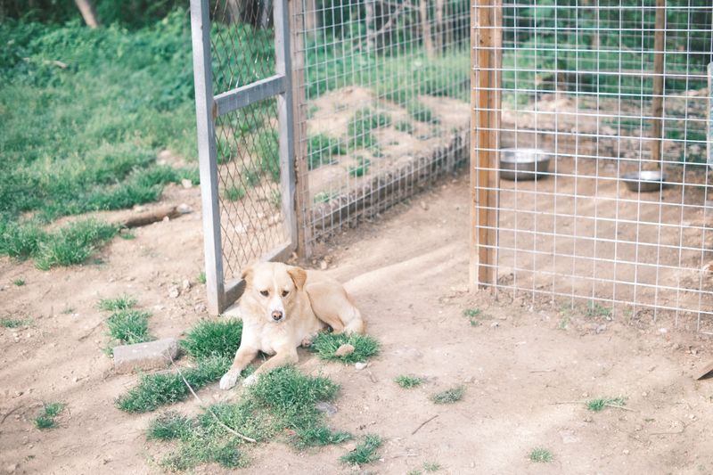 Fencing Needs Grow With The Property