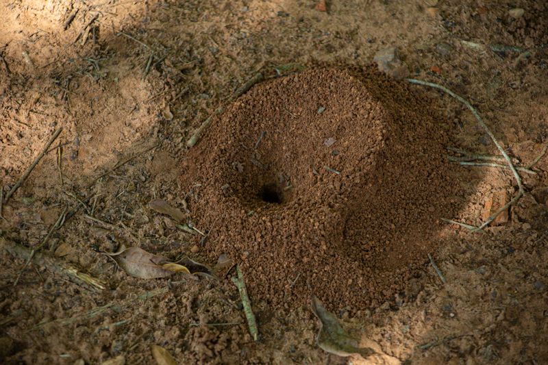 Fire Ant Mounds Deserve a Wide Berth