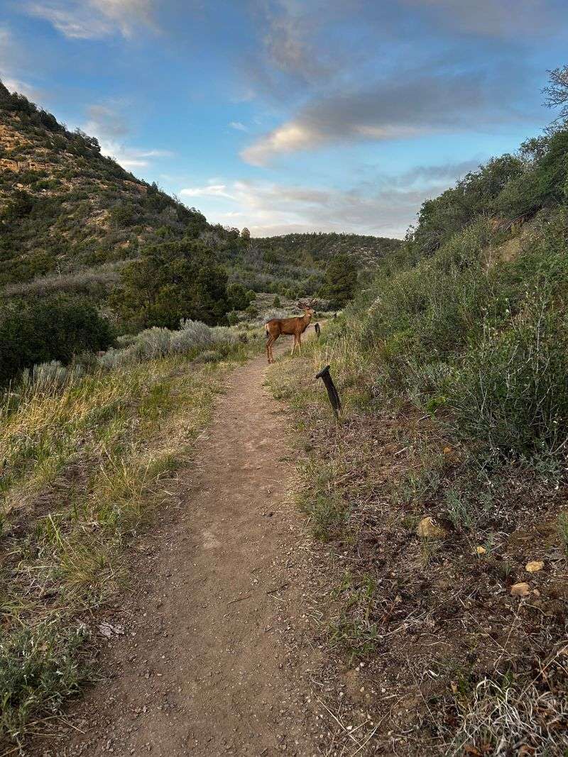 Wild Animals May React When Dogs Get Too Close