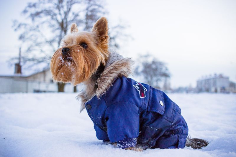 Winter Salt Can Require More Paw Care