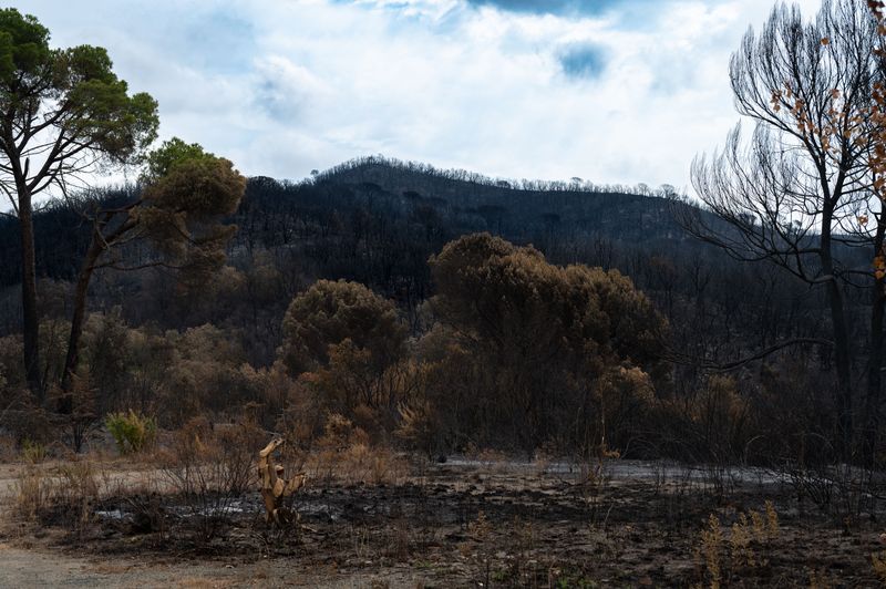 Keep Dogs Away From Burned Slopes