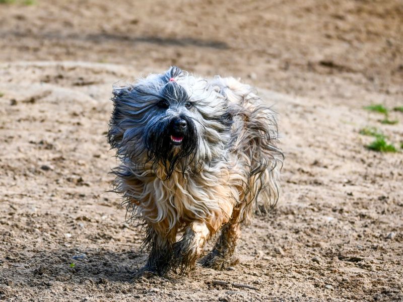 Mats Forming After Wet, Muddy Romps