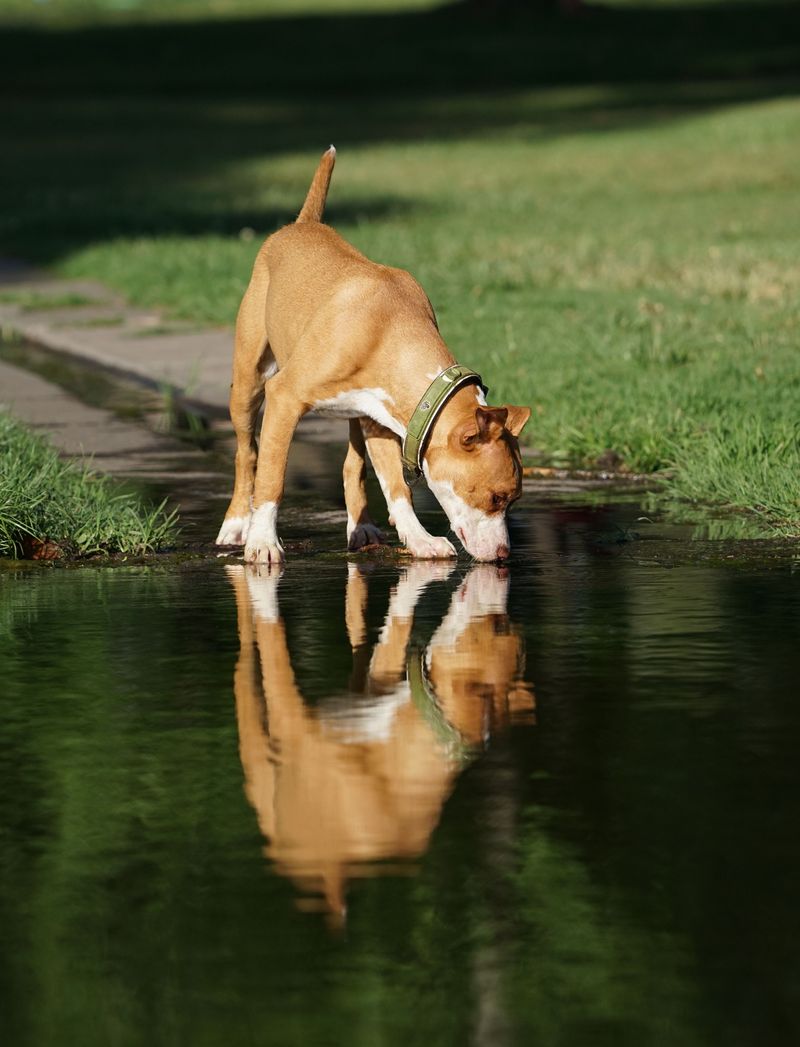 Standing Water Near Lawns And Gardens