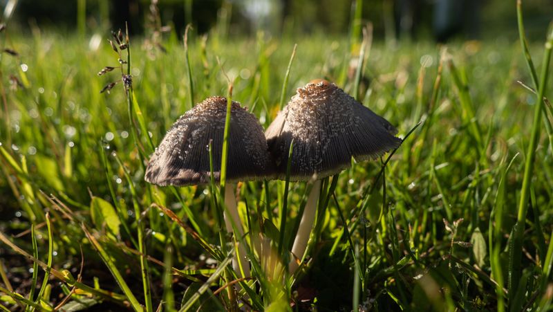 Mushrooms Can Appear Overnight