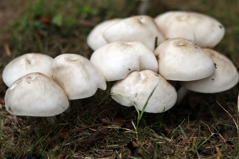 Some Mushrooms Cause Stomach Problems