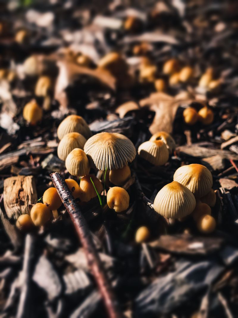 Mulch Can Hide Unexpected Mushroom Growth