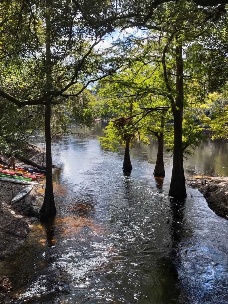 Two Rivers Meet at Suwannee River State Park