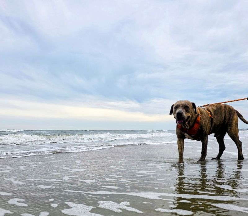 Isle of Palms County Park, Isle of Palms