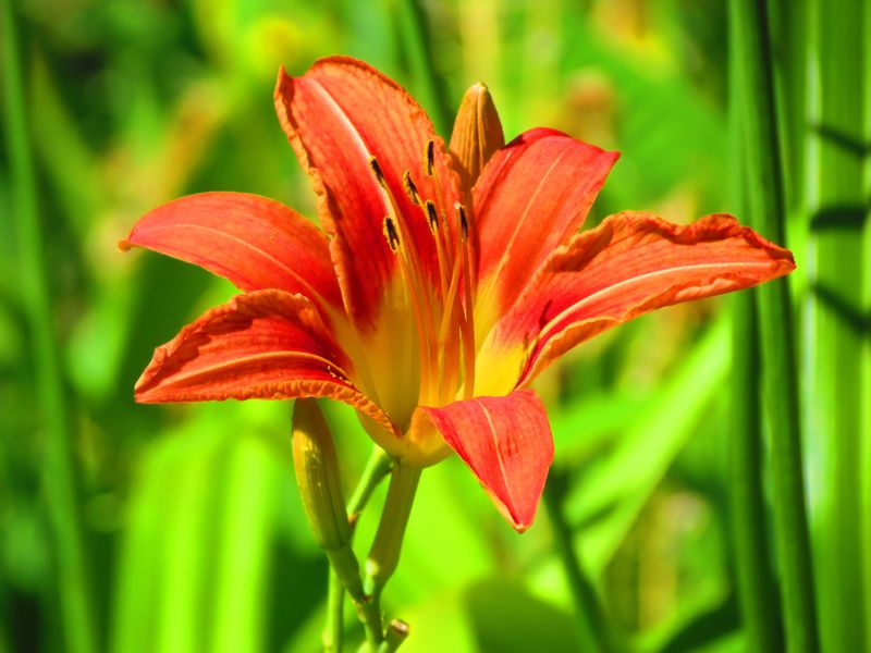 Daylily