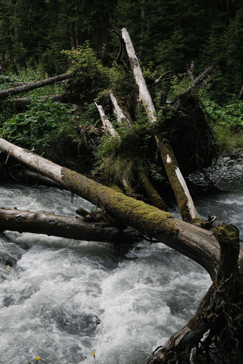 Fallen Trees Can Create Dangerous Obstacles