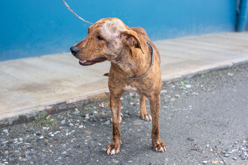 Animal Control Reports Create Another Record