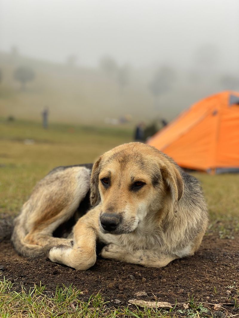 Barking and Disturbances Carry Consequences