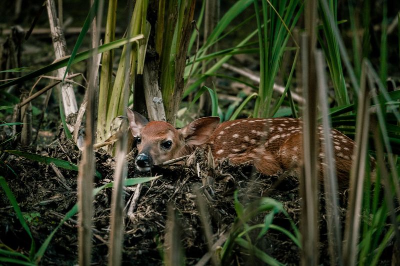 Do Not Approach Baby Animals