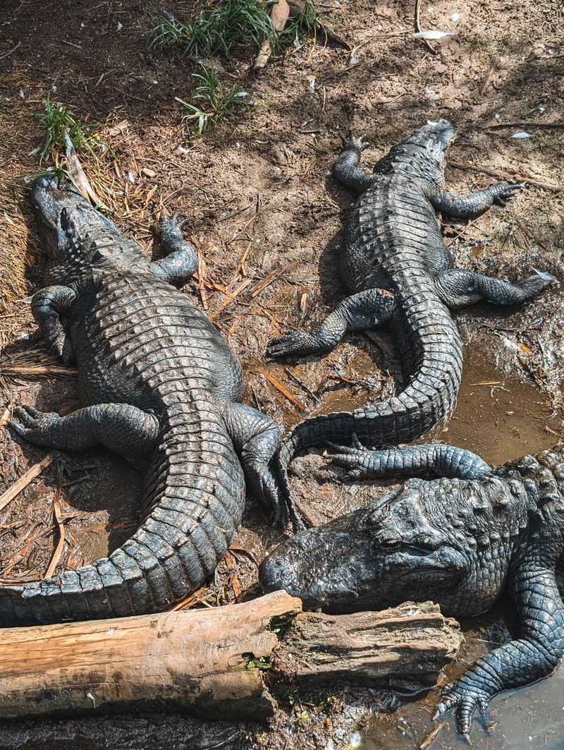 Watch for More Than One Alligator