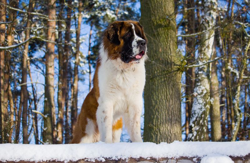 Saint Bernard: A Big Helper With Limits