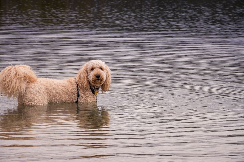 Barbet: The Shaggy Water Specialist