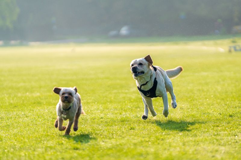 Localities Can Ban Dogs From Running At Large