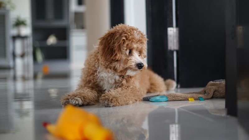 One Dedicated Puppy-Safe Room