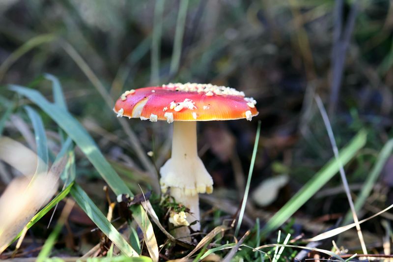 Amanita Mushrooms Deserve Extra Caution