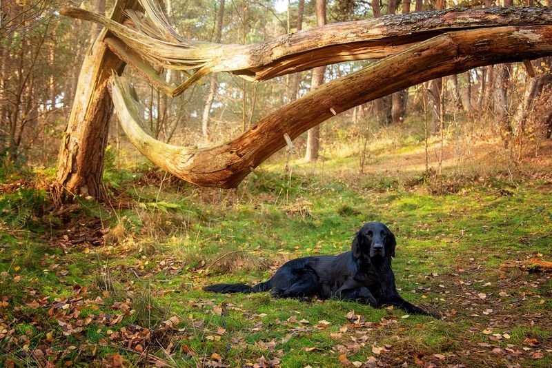Flat-Coated Retriever