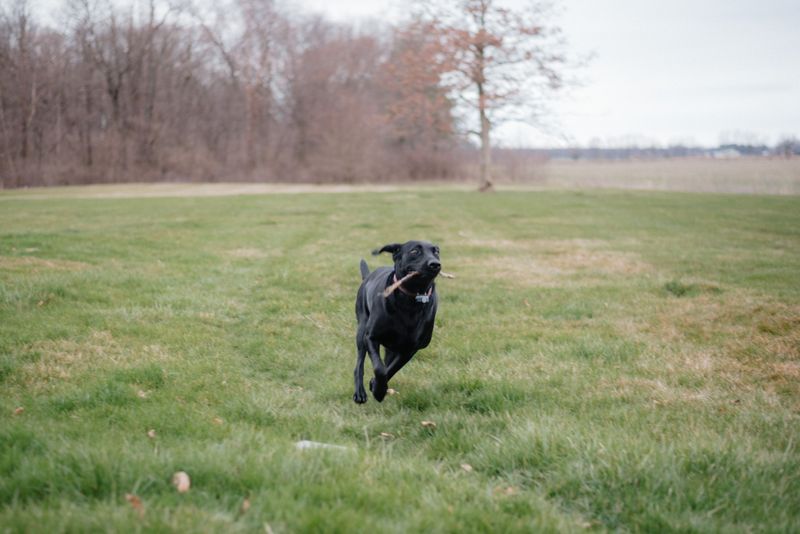 Flat-Coated Retriever: Joy in Every Retrieve