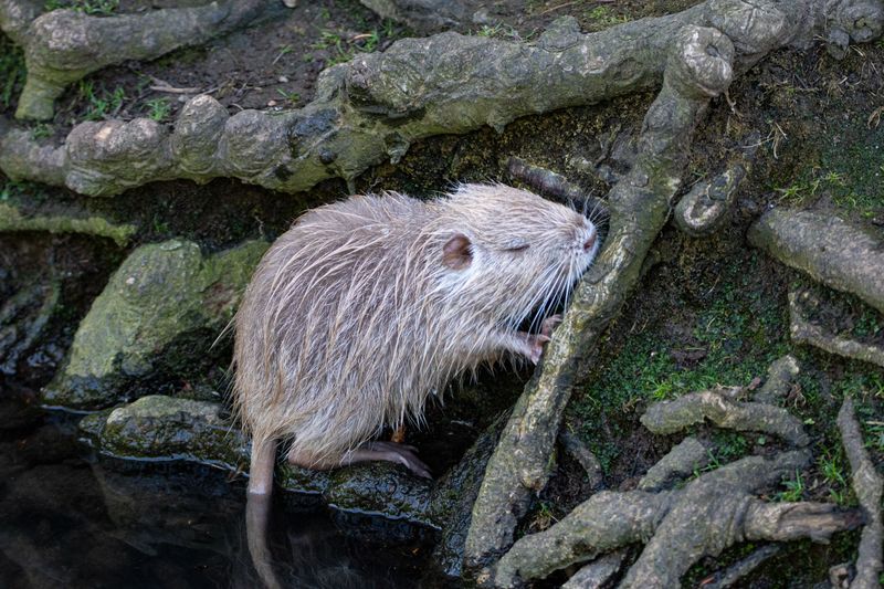 Watch for Burrows Along Waterways