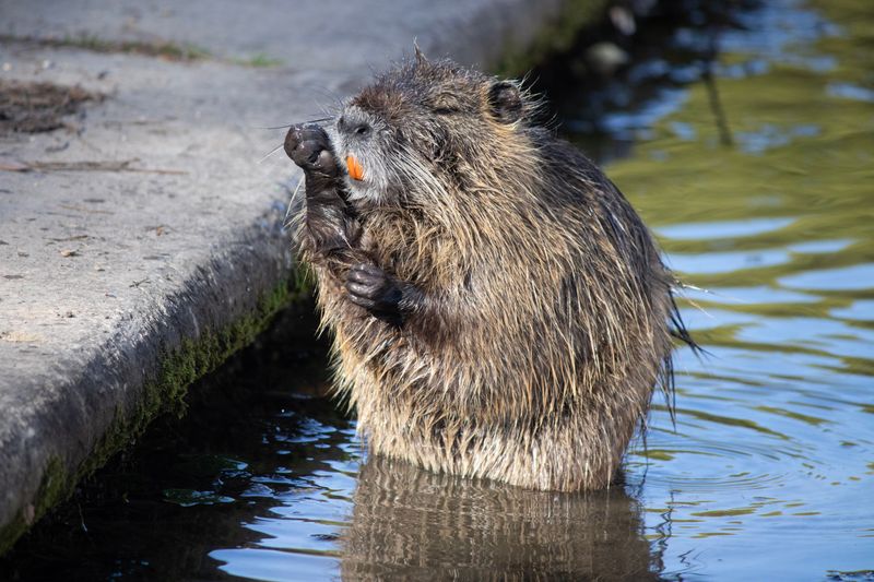 What to Do if a Nutria Approaches