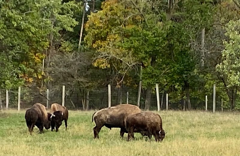 Ouabache State Park, Bluffton