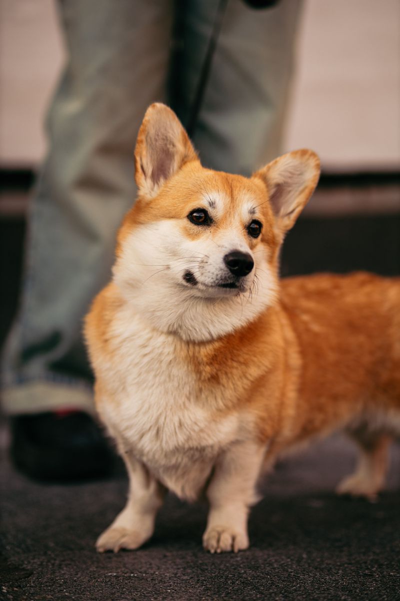 Pembroke Welsh Corgi: Short Legs, Big Attitude