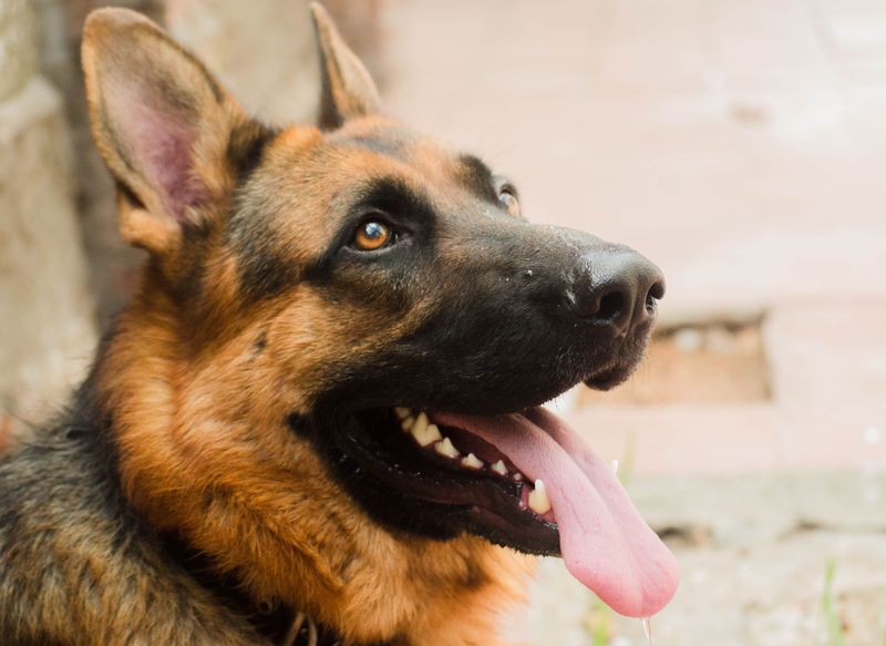 German Shepherd