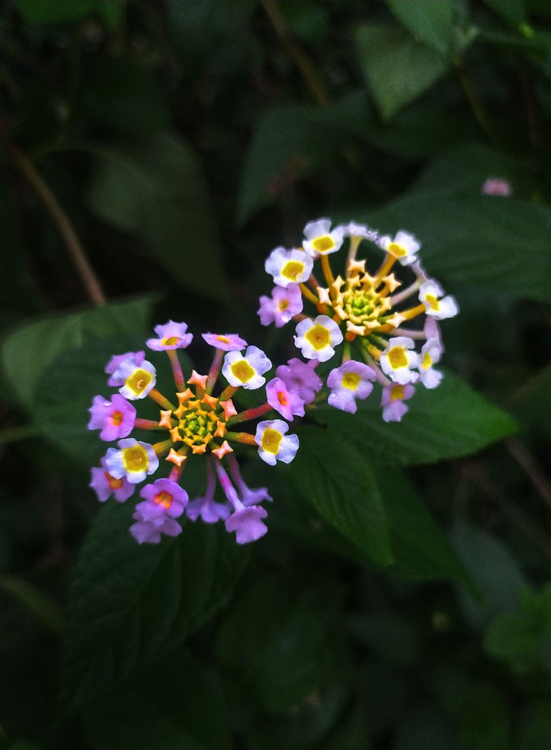 Lantana