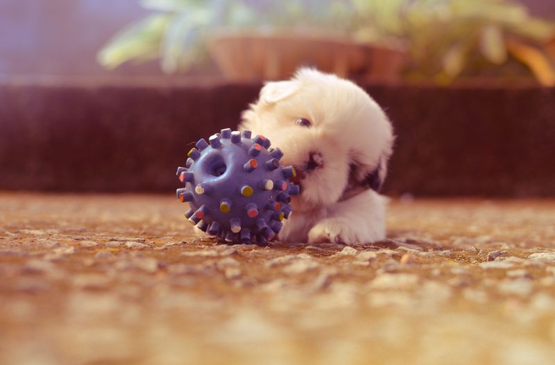 Puppies May Treat Screens Like Playthings