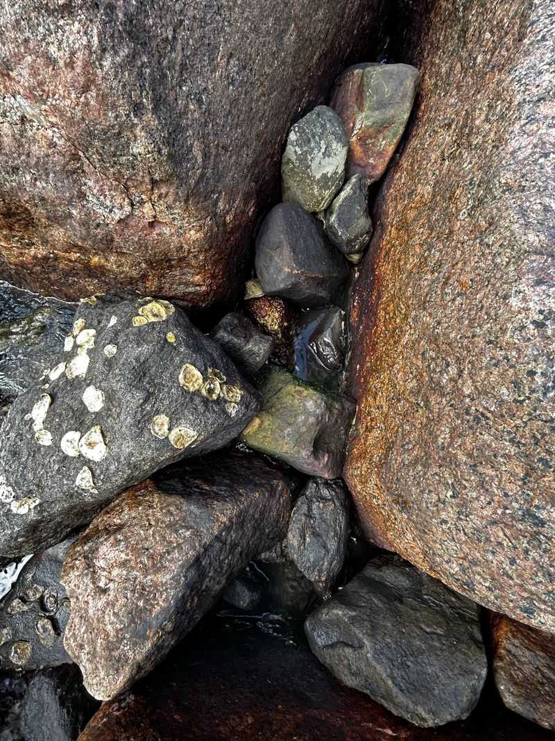 Barnacles Create Rough Shorelines
