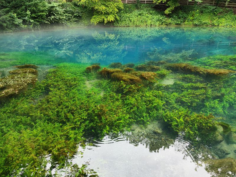 Scenic Springs Worth Visiting With a Dog