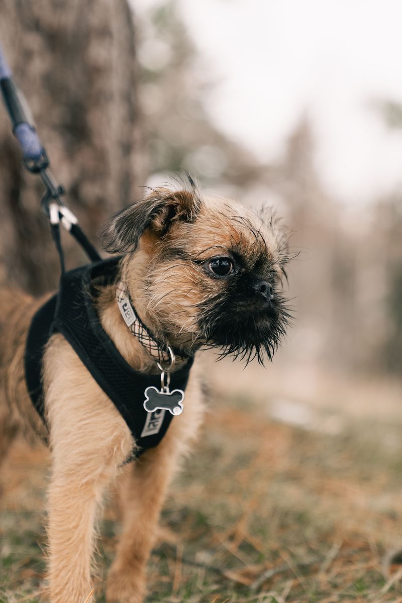 Bring a Leash and Backup