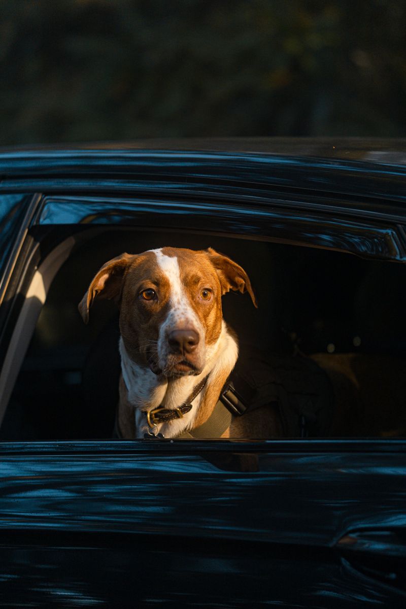 Keep Your Dog Secure Inside The Vehicle