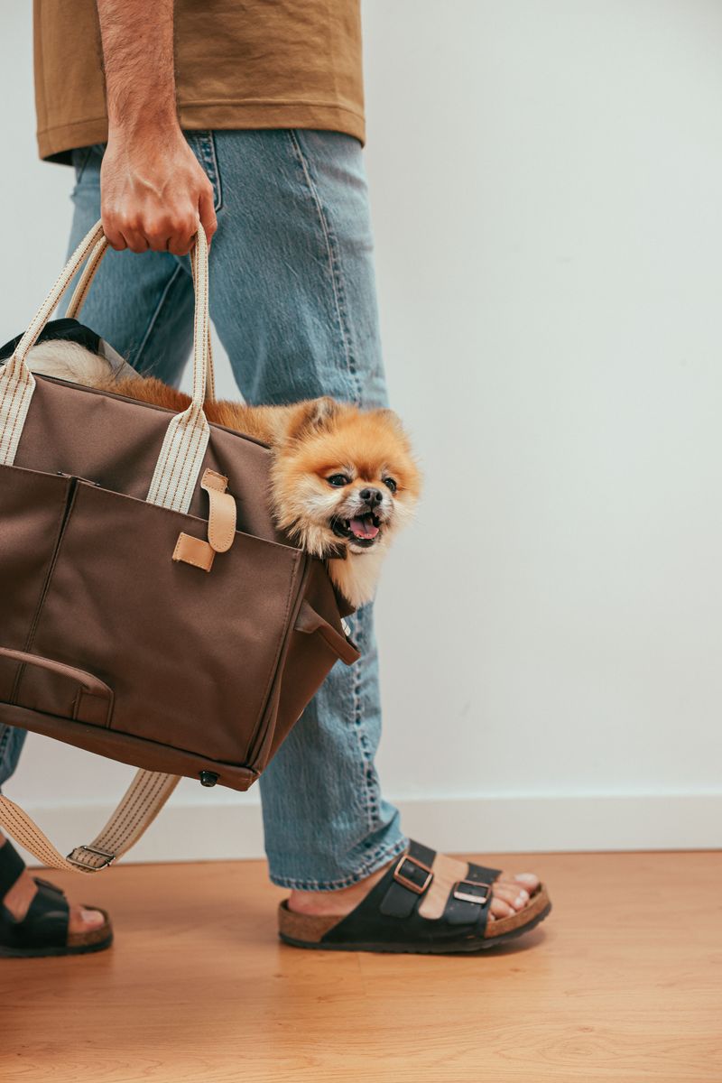 Check Transit Rules Before Leaving Home