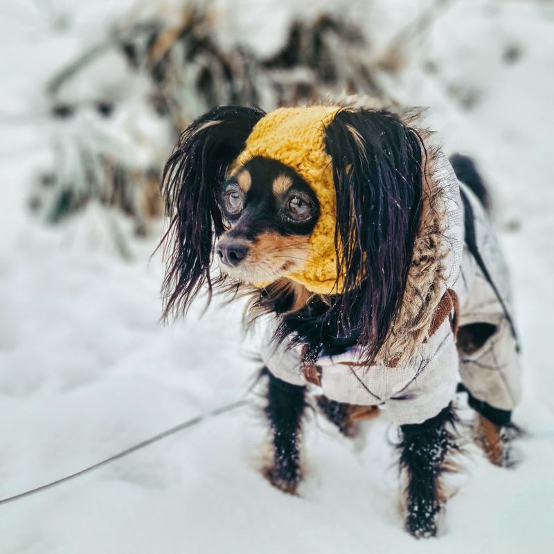 Small And Thin-Coated Dogs Head Home Sooner