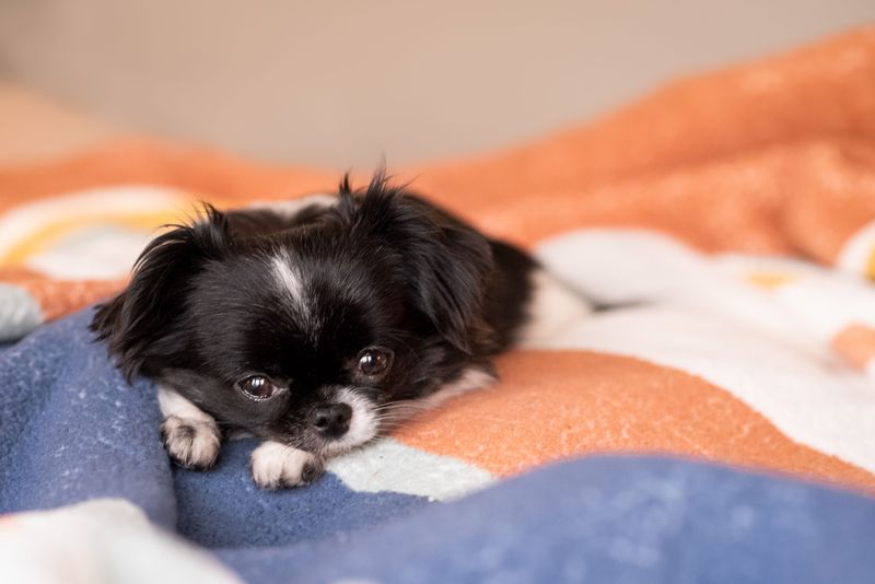 Japanese Chin: The Quiet Observer
