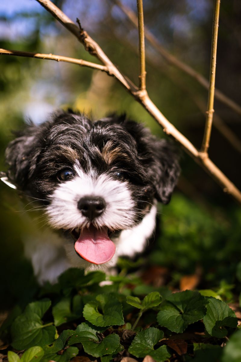 Havanese
