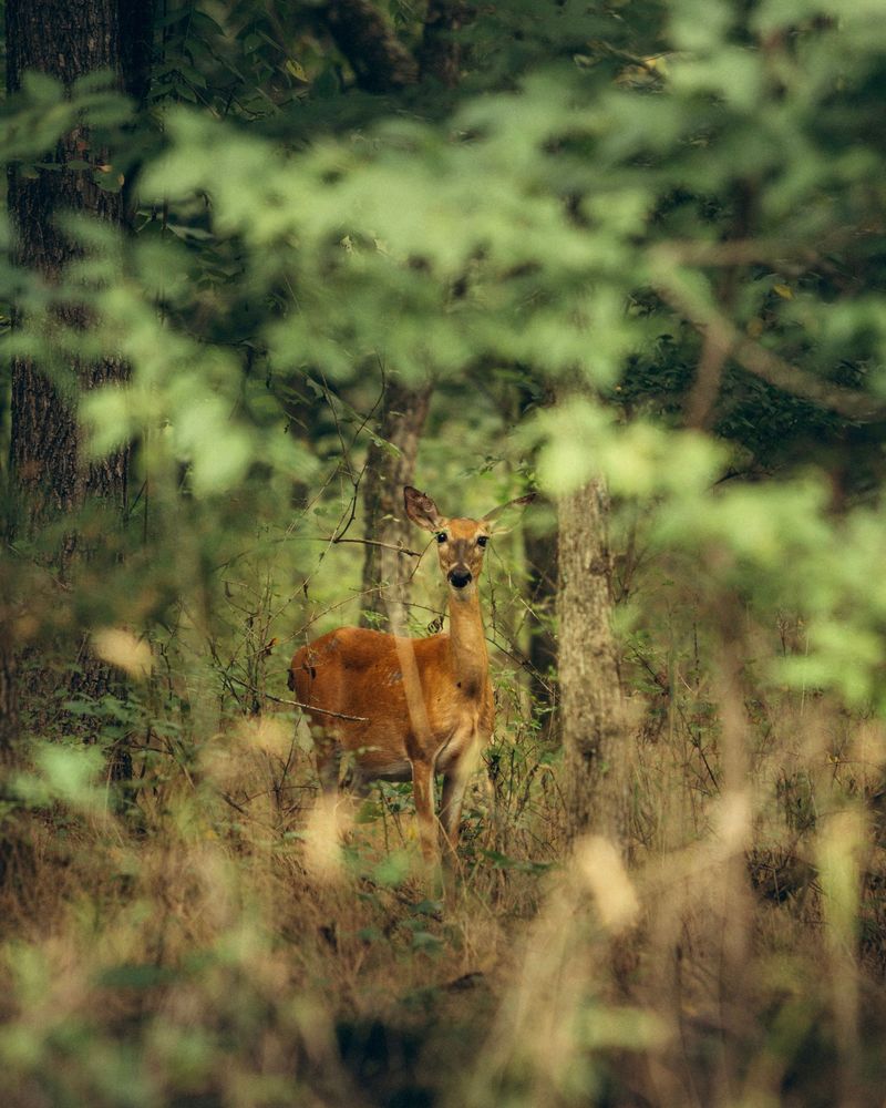 Let Wildlife Stay Wild