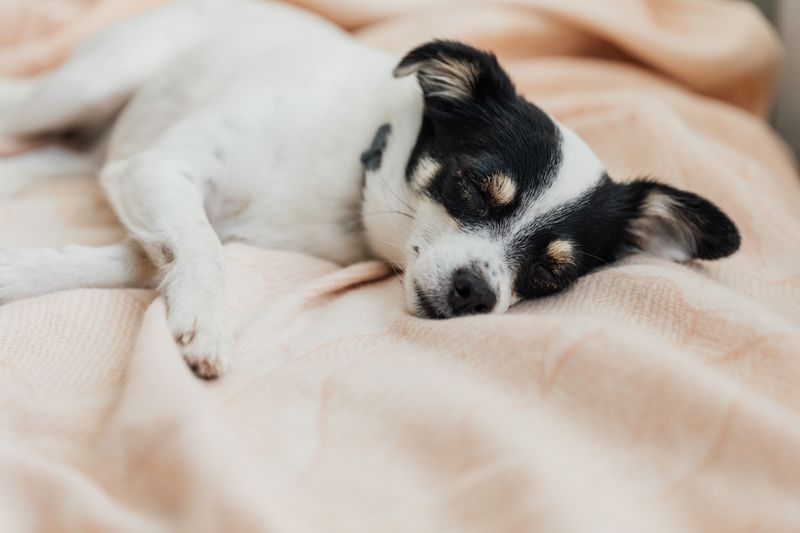 Toy Fox Terrier