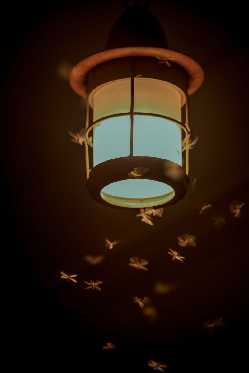 Keep Dogs Away From Outdoor Lights