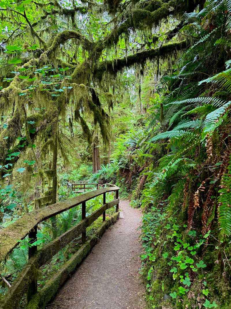July Creek Loop Trail, Lake Quinault