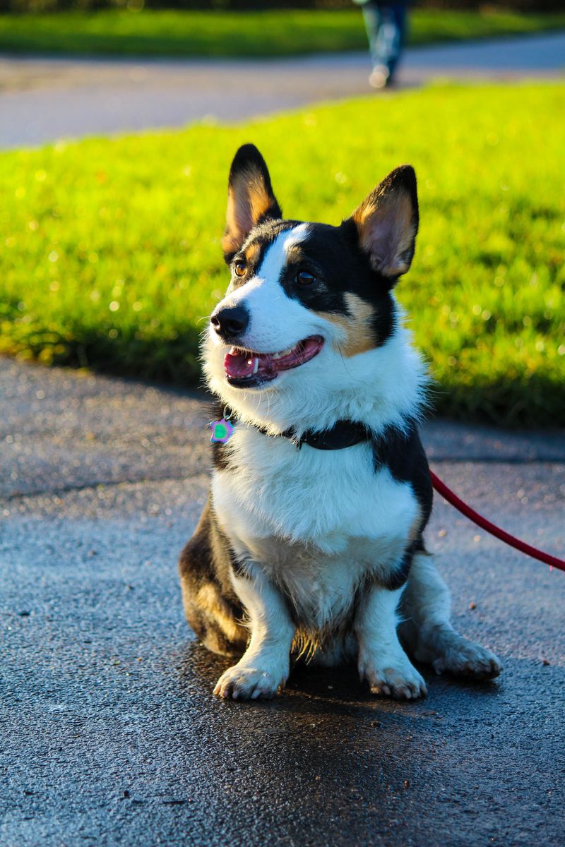 Cardigan Welsh Corgi: The Fox-Tailed Veteran