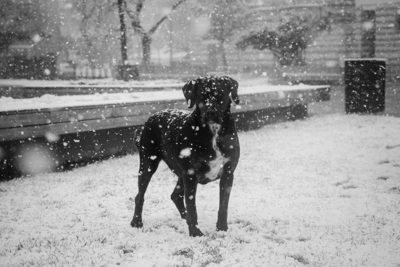 What Counts as Dangerous Weather for a Dog