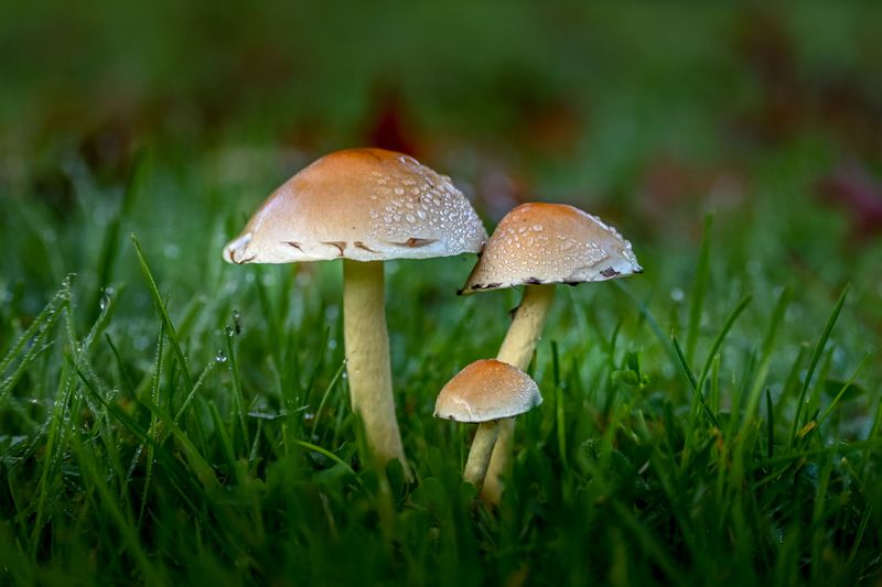 Mushrooms Appearing In Damp Grass