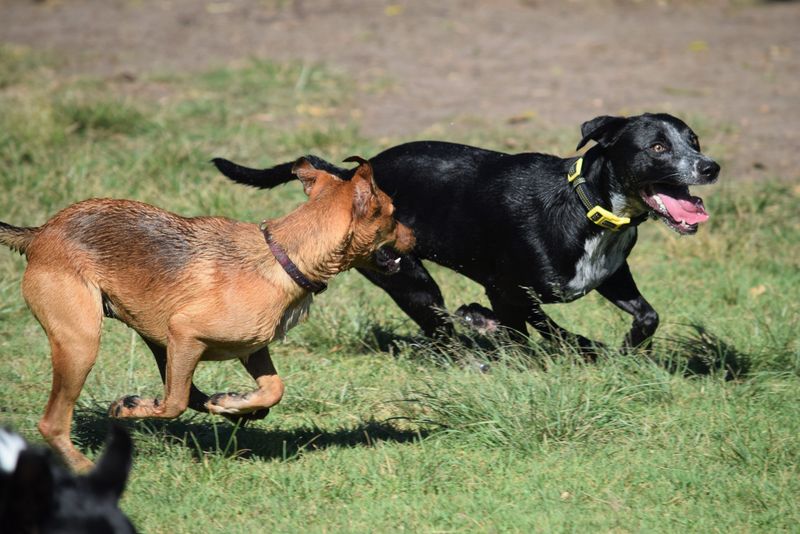 Research Dog-Friendly Beaches and Parks